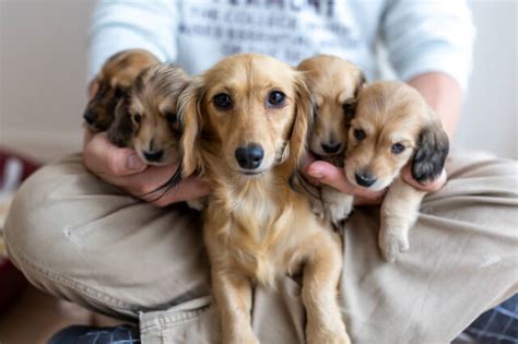 犬 勃起|犬の発情はどんなことが起きる？いつから？注意すべ。